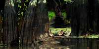 Ducks